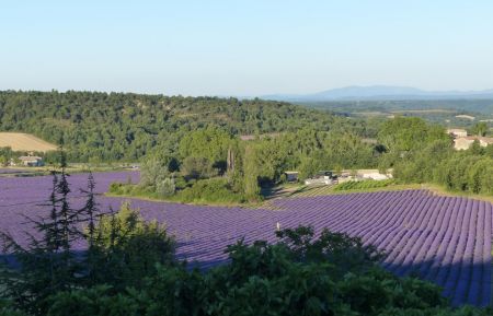 Vue sur champs de lavandes devant la maison d'hôtes du petit Ségriès Chambre d'hôtes n°G321123 Moustiers-Sainte-Marie - Alpes-de-Haute-Provence - Vue sur champs de lavandes devant la maison d'hôtes du petit Ségriès